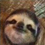 SLOTH Piece