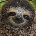 SLOTH Piece