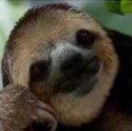 SLOTH Piece
